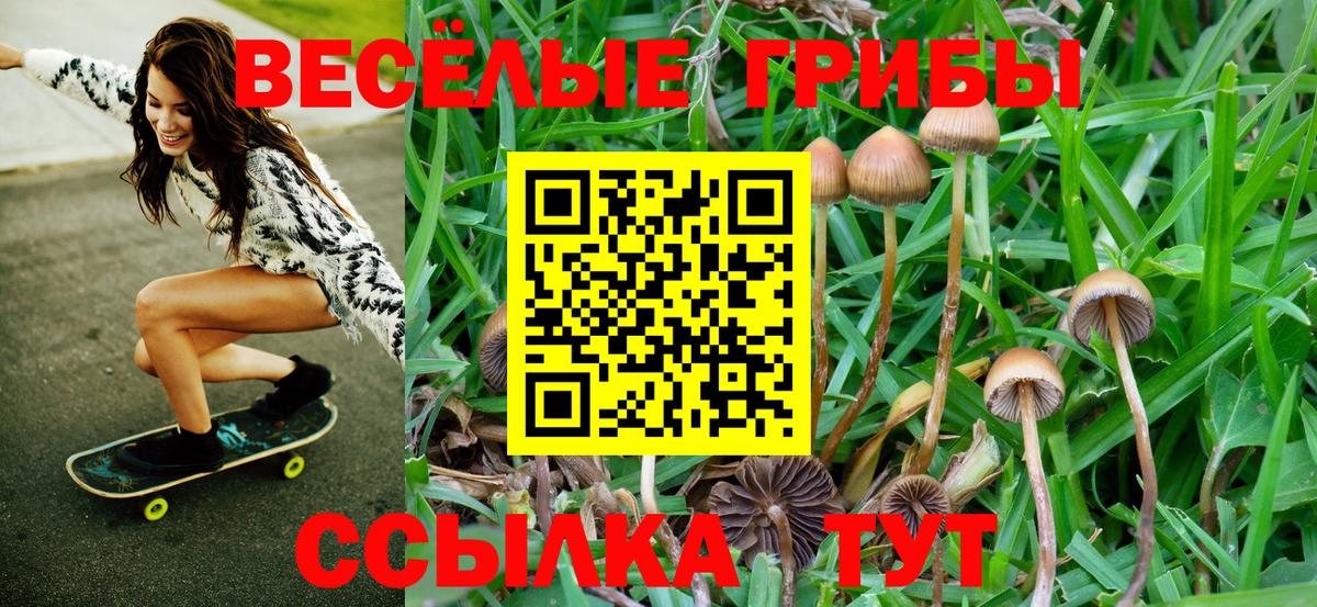 Галлюциногенные грибы Psilocybe Мелеуз